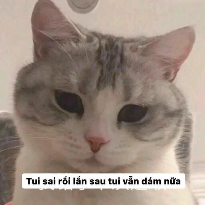meme mèo xin xỏ cute