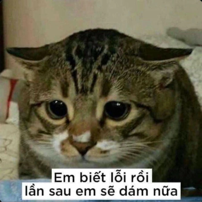 meme mèo xin xỏ