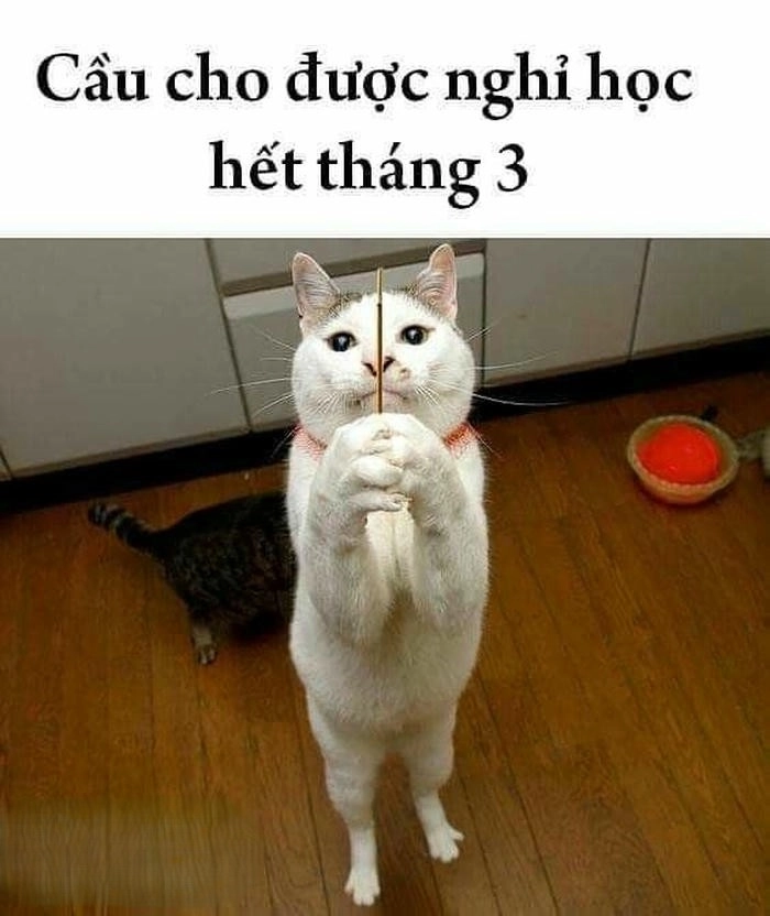 meme xin xỏ