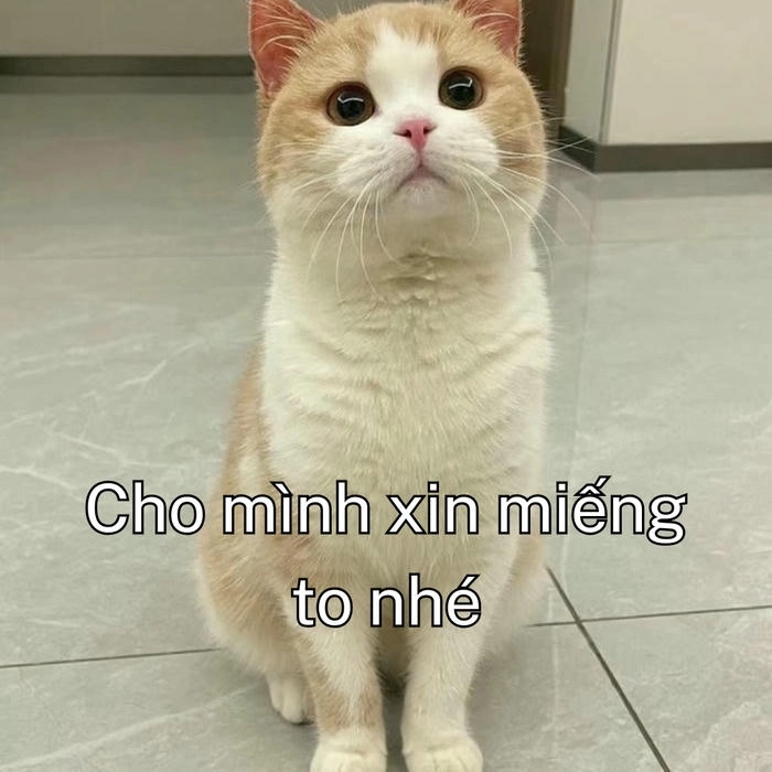 tải ảnh meme mèo xin xỏ