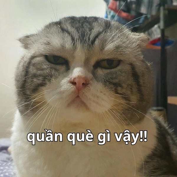 trời ơi cái quần què gì đây meme