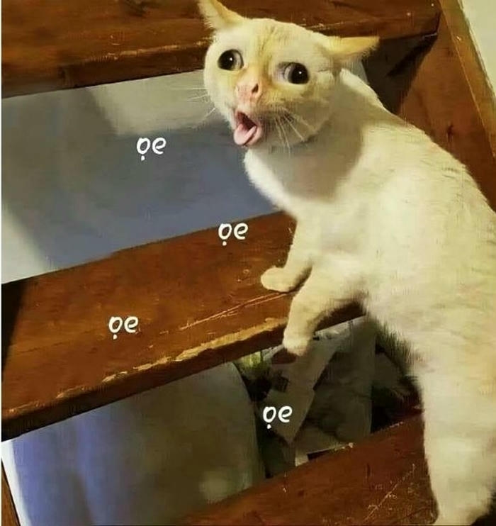 ảnh meme chê con mèo