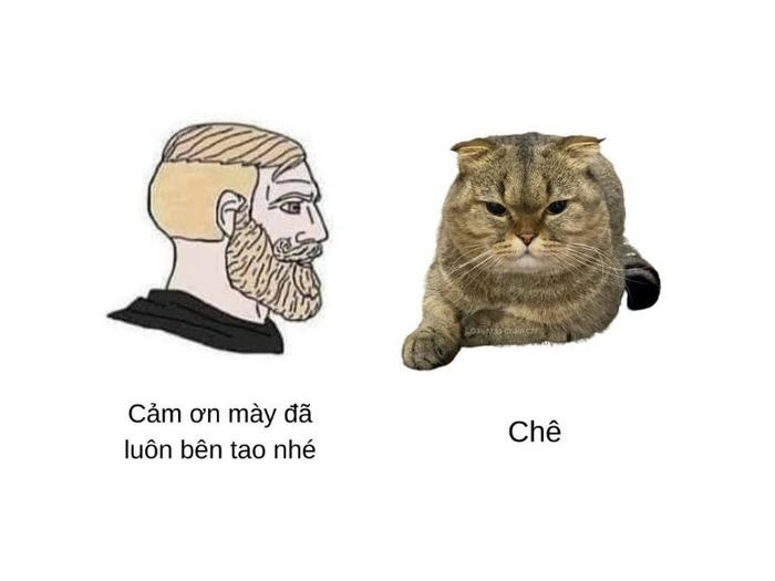 ảnh meme chê mèo