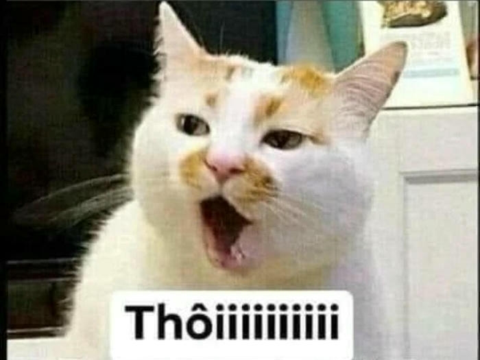 ảnh meme chê thôi